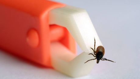 So schützen Sie sich richtig gegen Zecken